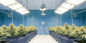 How to Grow triple cheese: A Step-by-Step Guide