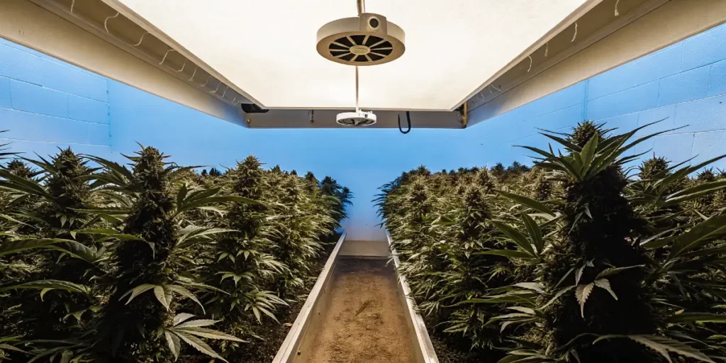 Ultra-realistic visual of an indoor cannabis grow room, with rows of dense plants leading to a central path and overhead fans, with blue walls and bright lights.
