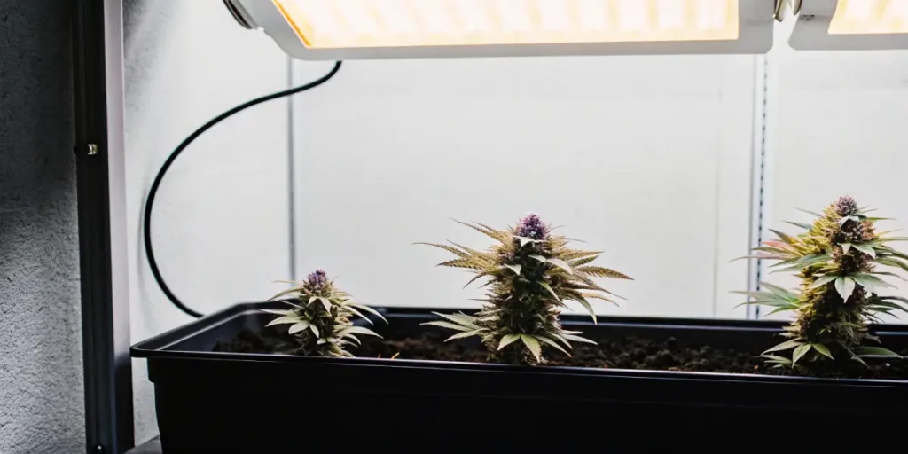 Five individual plants in pots within a compact growing system, set inside a white-walled grow tent.