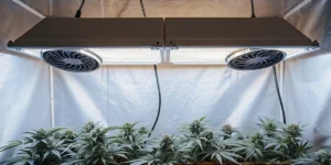 How to Grow dos si dos 33: A Step-by-Step Guide