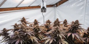 How to Grow Biscotti Mintz: A Step-by-Step Guide