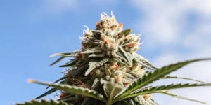 How to Grow Tangerine Dream: A Step-by-Step Guide