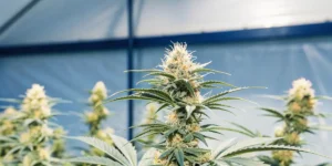 How to Grow Orange Sherbert: A Step-by-Step Guide