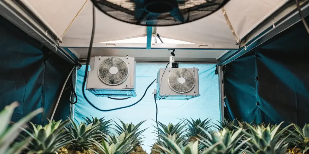 Highly detailed image of an indoor grow room with rows of pineapple plants and large cooling units/fans, under bright overhead lights.