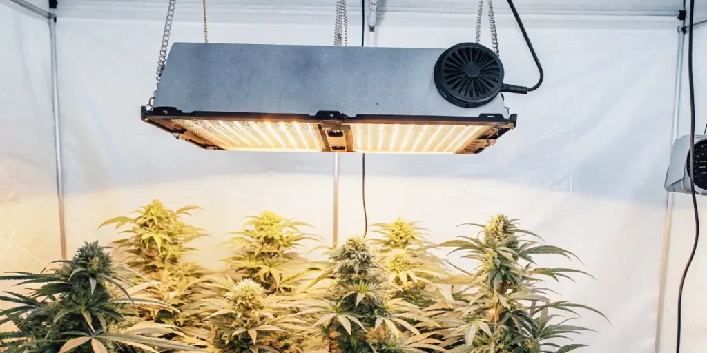 Hyper-realistic view of mature plants with large buds in an indoor grow room with fans and lighting.