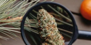 How to Grow joannes cbd: A Step-by-Step Guide