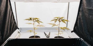 How to Grow mimosa x orange punch: A Step-by-Step Guide
