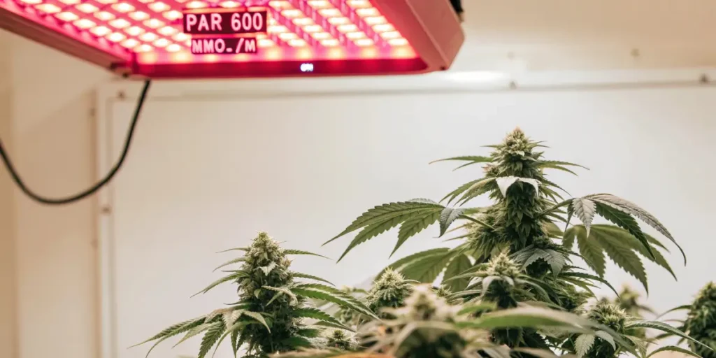 Healthy green plants thriving under multiple grow lights, one displaying "PAR 600 UMOL/M2:S" and another "3846".