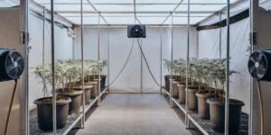 How to Grow Ayahuasca Purple: A Step-by-Step Guide