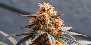 How to Grow Pineapple Chunk: A Step-by-Step Guide