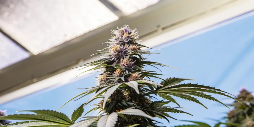 Close-up of a thriving plant with purple and green blooms against a bright, clear sky and greenhouse structure.