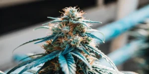 How to Grow Strawberry Lemonade: A Step-by-Step Guide