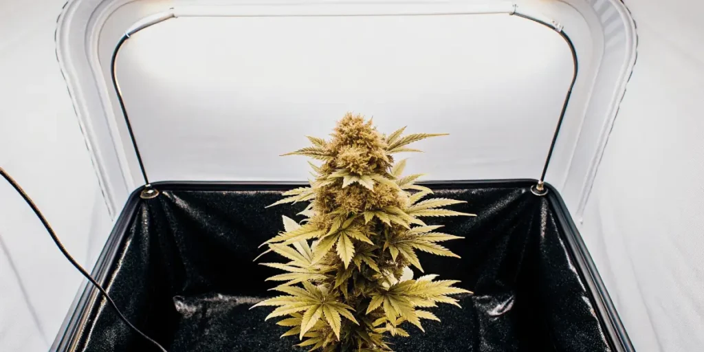 Ultra-detailed shot of a single golden-hued plant with buds, centrally placed in a dark planter under bright rectangular grow lights in a white tent.