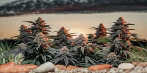 How to Grow Sour Strawberry: A Step-by-Step Guide