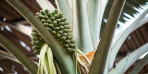 How to Grow Tropicanna Banana: A Step-by-Step Guide