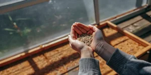 Cheap Autoflower Seeds