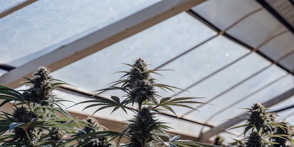 Cannabis buds growing under greenhouse roof with natural light