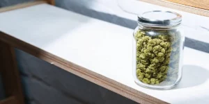 Curing Cannabis Humidity