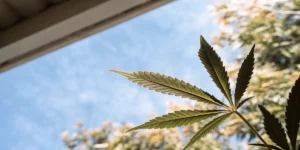 Cannabis Leaf Problems