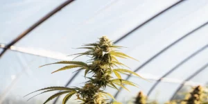 Cannabis Ruderalis Effects
