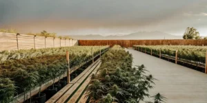 Growing Autoflowers Outdoors