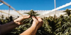 Defoliating Autoflowers: A Practical Approach