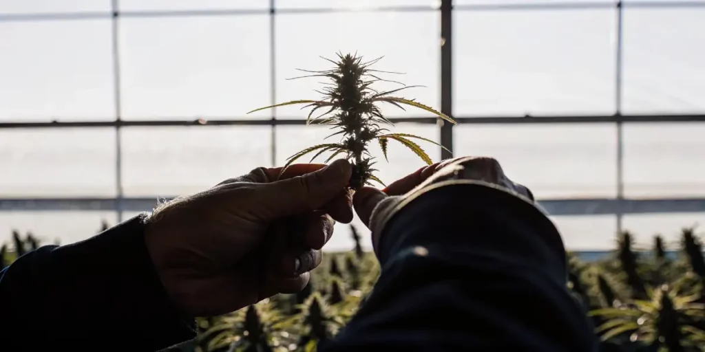 Can You Clone Autoflower Cannabis Plants?