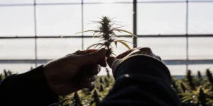 Can You Clone Autoflower Cannabis Plants?