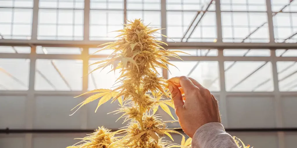 A high-resolution image of an autoflower cannabis plant being harvested by hand in a sunlit indoor greenhouse.