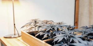 Mastering Autoflower Clones for a Thriving Cannabis Garden