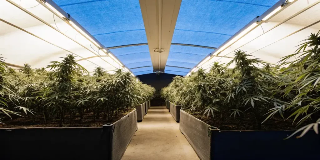 indoor grow room filled with healthy cannabis plants under artificial lighting