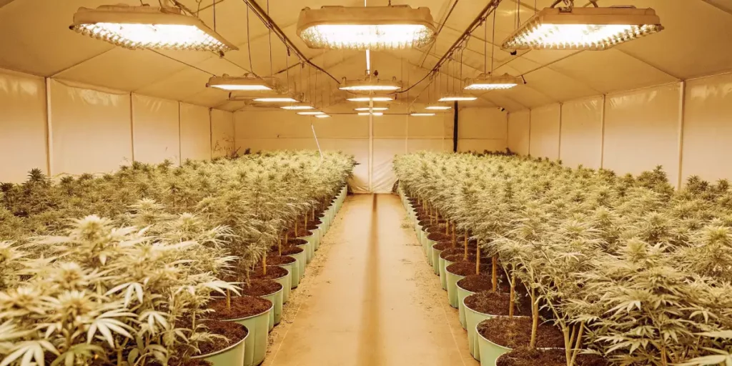 wide-angle view of a fully equipped indoor cannabis grow room with LED lighting and rows of healthy plants