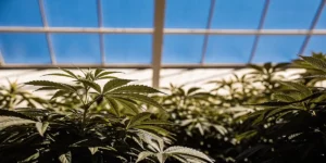 Choosing the Best Weed to Grow in Humid Hot Conditions