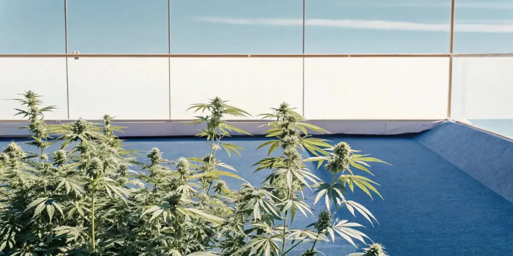 Autoflower cannabis plants growing on a rooftop under direct sunlight.