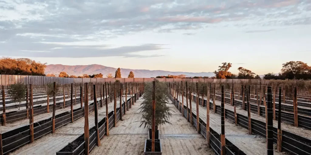 panoramic view of an outdoor cannabis farm with structured planting rows