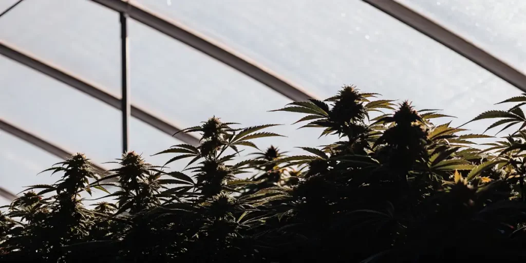 Silhouetted cannabis plants inside a greenhouse with diffused lighting
