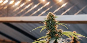 Best Auto for 3×3 Autoflower Yield