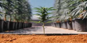 Cons of Autoflowering