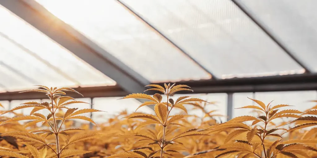 Sunlit cannabis plants with golden leaves growing inside a greenhouse during late afternoon.