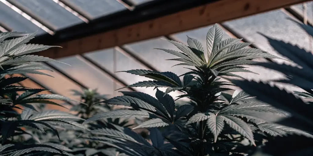 Healthy autoflower cannabis plant reaching toward the light in a controlled greenhouse.