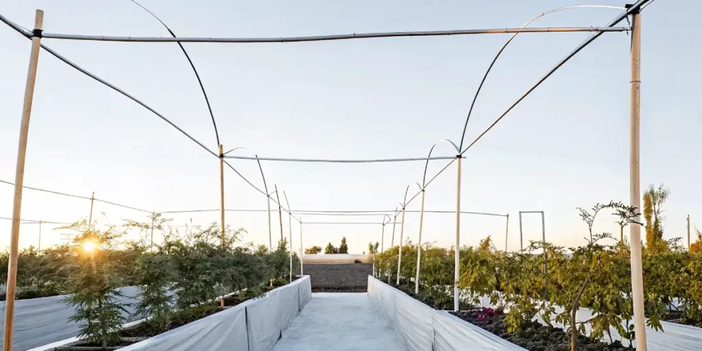 A sunset view of an outdoor cannabis garden with tall plants and support poles under a framework structure.
