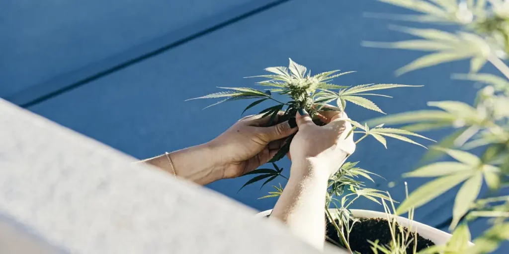 Topping Autoflowers