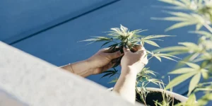 Topping Autoflowers