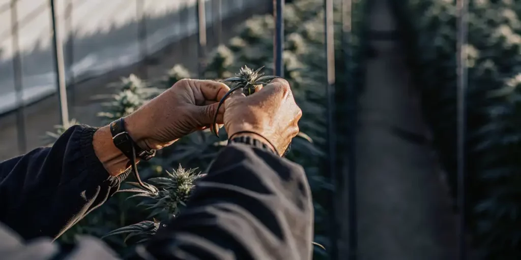 Hands tying a main cola of a cannabis plant for support in a controlled greenhouse environment.