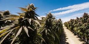 How to Grow Kush Mintz: A Step-by-Step Guide