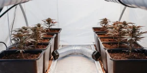How to Grow Auto Colorado Cookies: A Step-by-Step Guide