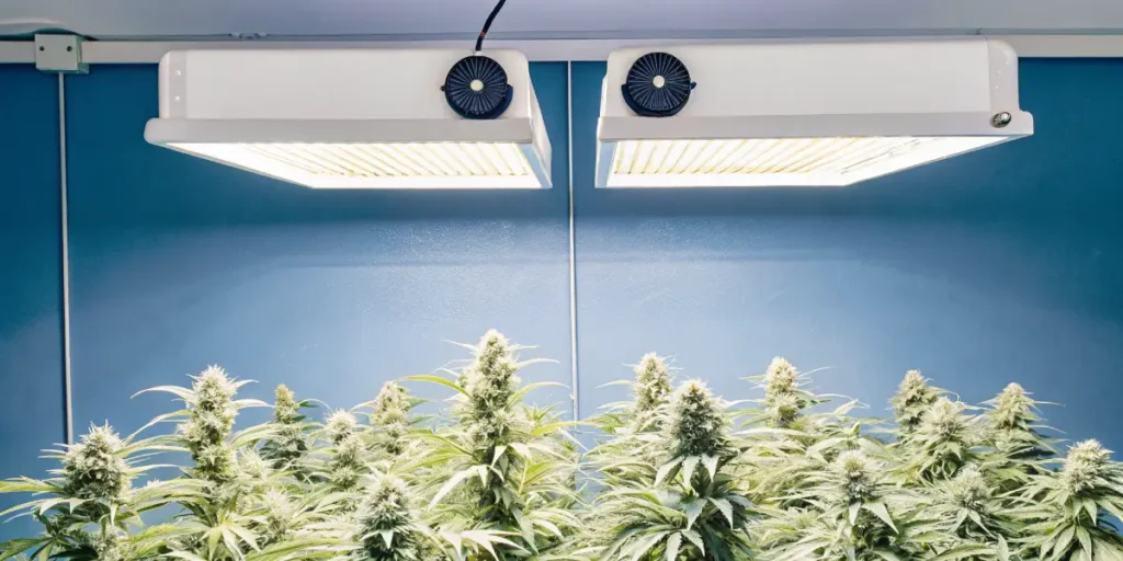 Hyper-realistic image showcasing rows of lush cannabis plants with dense buds, brightly lit by overhead grow lights with integrated fans, against a blue wall.