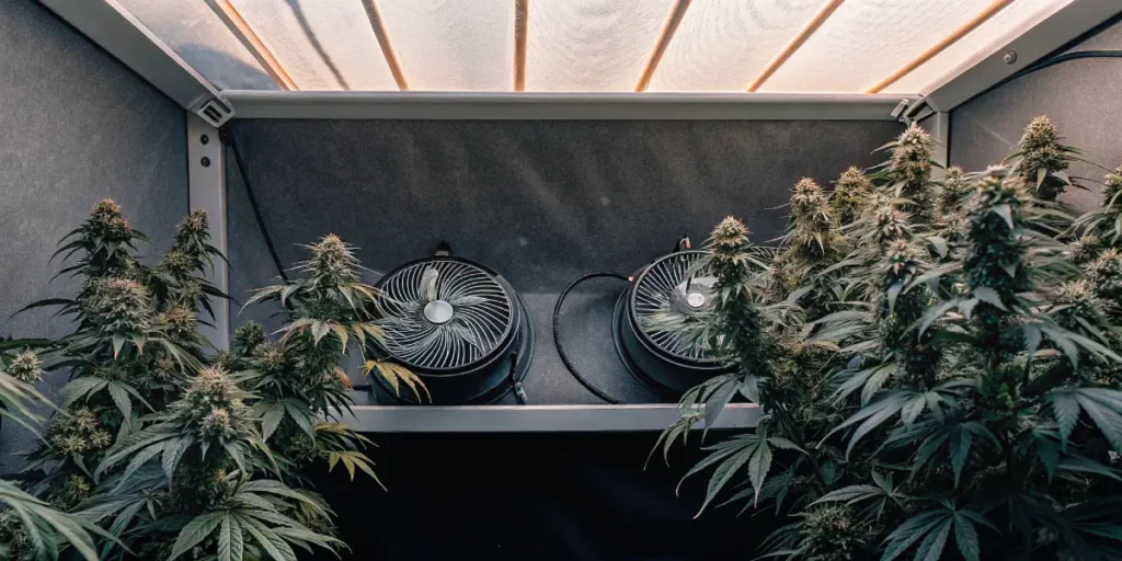 Hyper-realistic image of cannabis plants with dense buds and two prominent fans in an indoor grow room under bright lights.