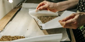 How to Grow Royal Kush Auto: A Step-by-Step Guide