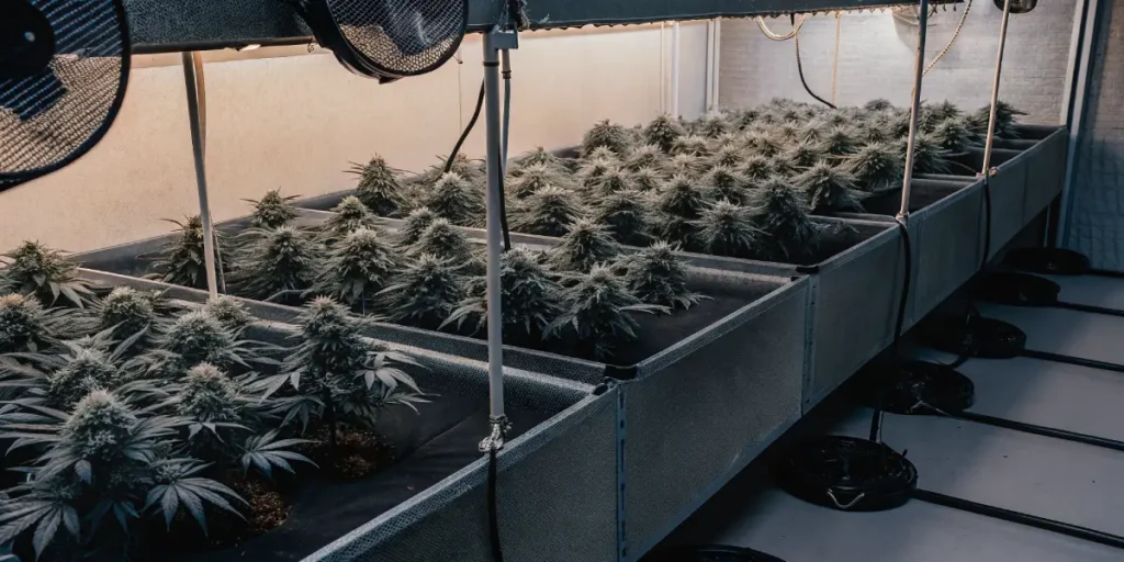How to Grow royal cbg auto: A Step-by-Step Guide